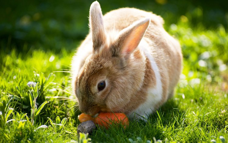 трава, солнце, лето, кролик, зайцы, вс, морковка, летнее, grass, the sun, summer, rabbit, rabbits, sun, carrot