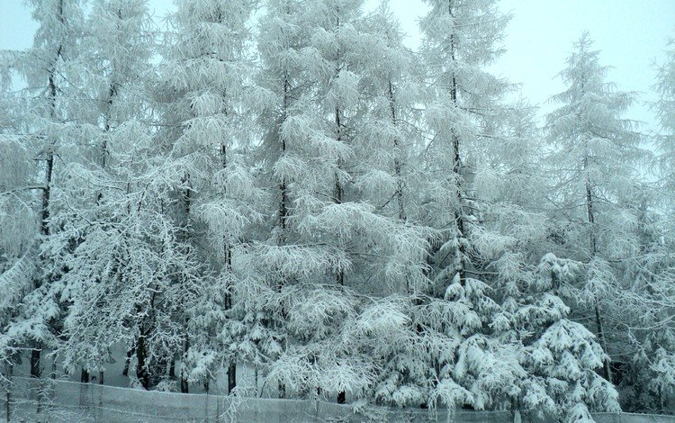 деревья, снег, лес, зима, мороз, деревь, изморозь, trees, snow, forest, winter, frost