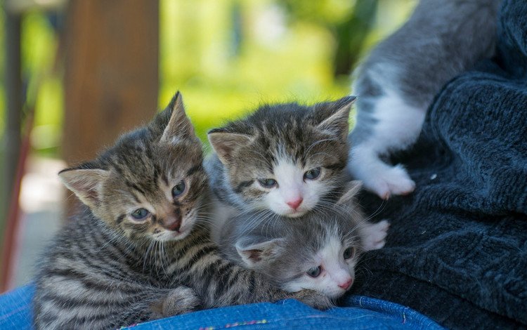 взгляд, кошки, малыши, котята, look, cats, kids, kittens