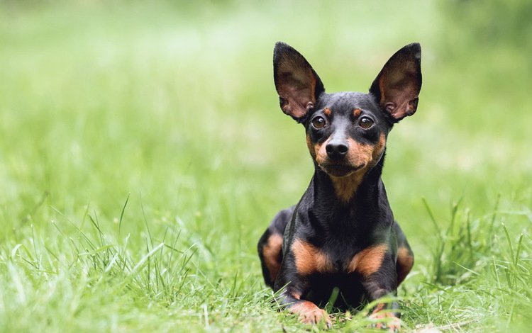 трава, взгляд, собака, зеленая, уши, такса, those ears, mira sinisalo, grass, look, dog, green, ears, dachshund