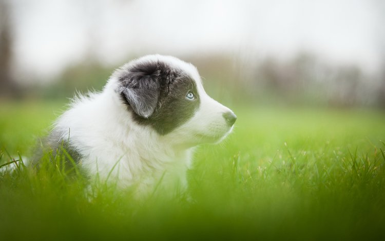 трава, зелень, собака, серый, размытость, луг, щенок, аусси, grass, greens, dog, grey, blur, meadow, puppy, aussie