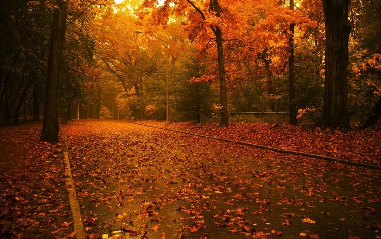 дорога, деревья, листья, парк, осень, аллея, road, trees, leaves, park, autumn, alley