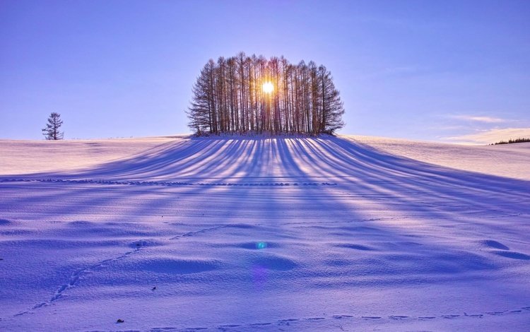 деревья, солнце, снег, зима, поле, день, тени, солнечные лучи, trees, the sun, snow, winter, field, day, shadows, the sun's rays