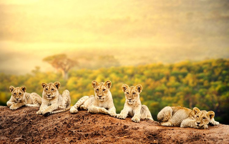 львы, львята, хищники, большие кошки, lions, the cubs, predators, big cats