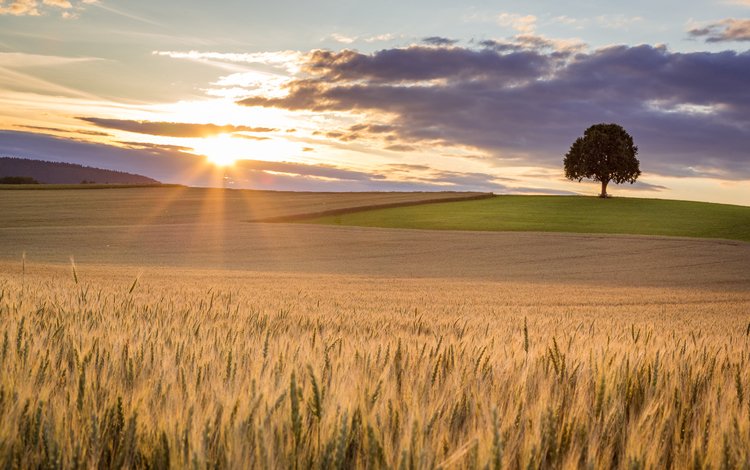 небо, свет, солнце, дерево, поле, пшеница, the sky, light, the sun, tree, field, wheat