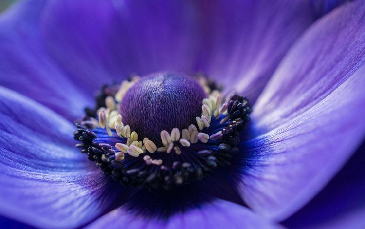 фокус камеры, макро, синий, цветок, лепестки, анемона, ветреница, the focus of the camera, macro, blue, flower, petals, anemone