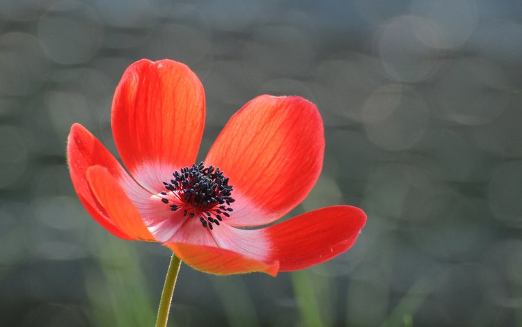 фон, цветок, лепестки, красный, серый, блики, анемона, background, flower, petals, red, grey, glare, anemone