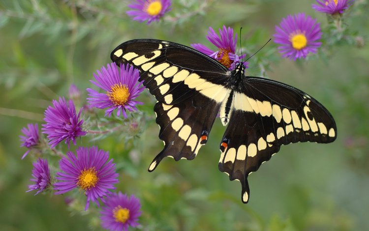 цветы, желтый, бабочка, фиолетовый, крылья, черный, flowers, yellow, butterfly, purple, wings, black