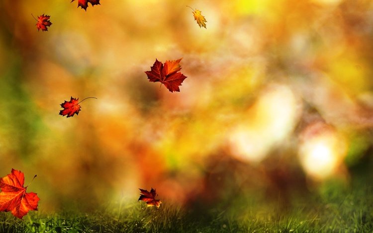 трава, листья, полет, осень, размытость, клен, кленовый лист, листопад, grass, leaves, flight, autumn, blur, maple, maple leaf, falling leaves
