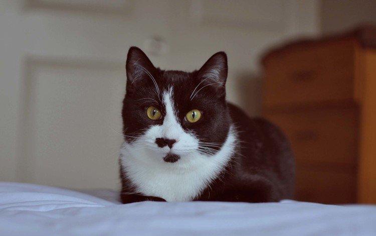 глаза, кот, усы, кошка, чёрно-белый, eyes, cat, mustache, black and white