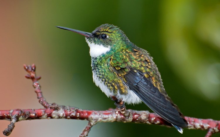птица, клюв, перья, колибри, white-throated hummingbird, leucochloris albi, dario sanches, bird, beak, feathers, hummingbird