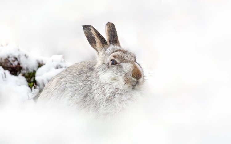 снег, raymond leinster, природа, зима, фон, белый фон, шотландия, заяц, горный заяц, snow, nature, winter, background, white background, scotland, hare, mountain hare
