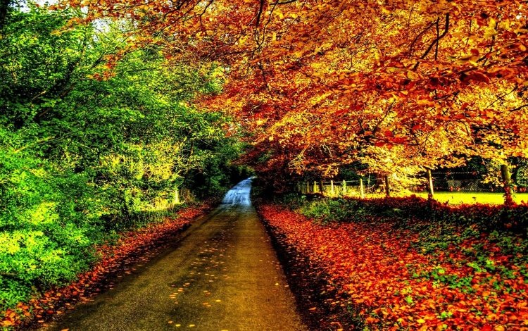 дорога, деревья, природа, листва, осень, забор, англия, винчестер-гемпшир, road, trees, nature, foliage, autumn, the fence, england, winchester hampshire
