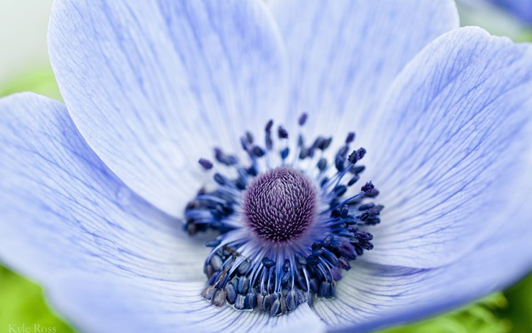 фокус камеры, макро, цветок, лепестки, голубой, анемона, ветреница, голубой цветок, the focus of the camera, macro, flower, petals, blue, anemone