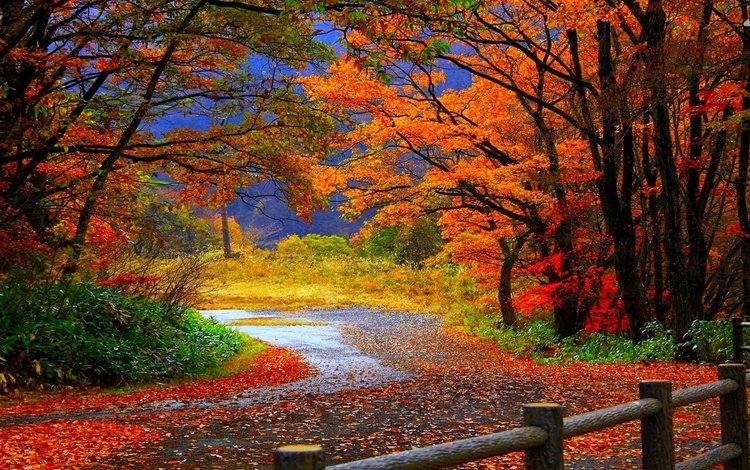 дорога, деревья, листья, парк, осень, забор, road, trees, leaves, park, autumn, the fence
