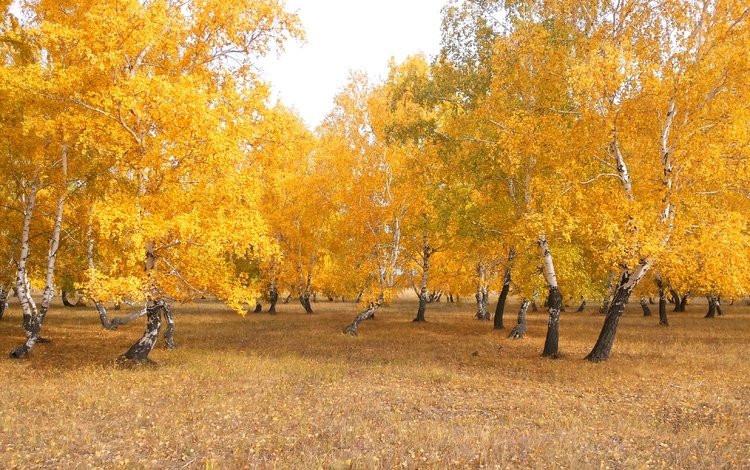 деревья, природа, лес, листья, пейзаж, березы, осень, казахстан, trees, nature, forest, leaves, landscape, birch, autumn, kazakhstan