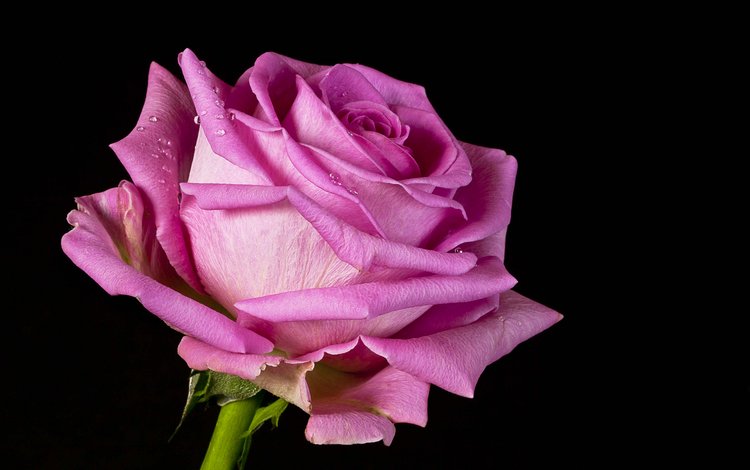 цветок, капли, роза, черный фон, окрас, крупным планом, пинк, flower, drops, rose, black background, color, closeup, pink
