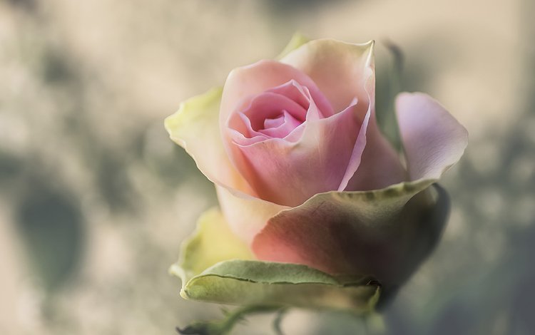 макро, фон, цветок, роза, бутон, macro, background, flower, rose, bud