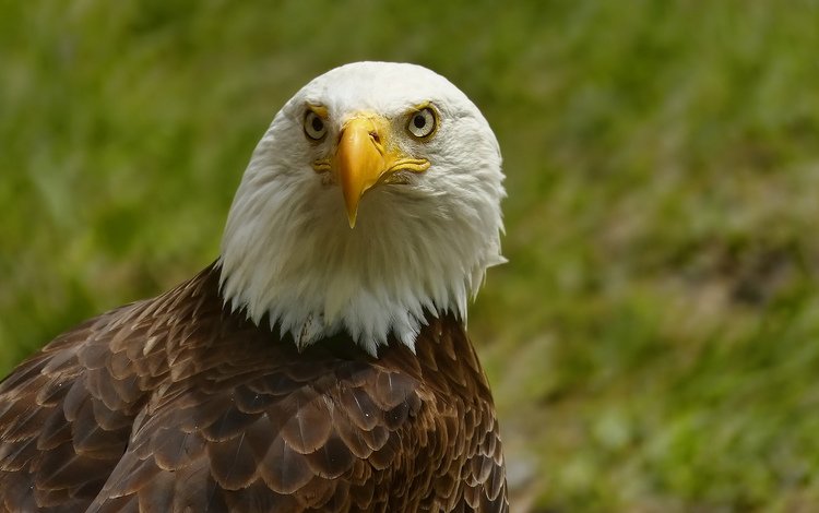 портрет, взгляд, орел, птица, клюв, белоголовый орлан, portrait, look, eagle, bird, beak, bald eagle