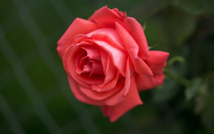 макро, роза, бутон, алая роза, macro, rose, bud, scarlet rose