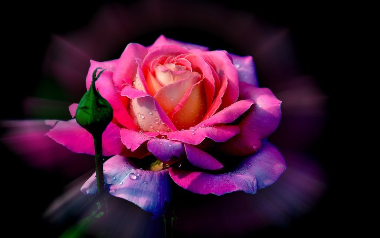 цветок, роса, роза, лепестки, бутон, flower, rosa, rose, petals, bud