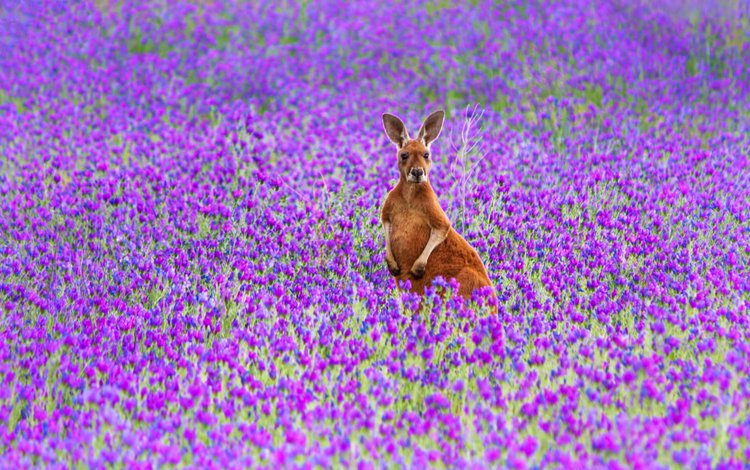 цветы, поле, австралия, рыжий, кенгуру, большой, flowers, field, australia, red, kangaroo, large