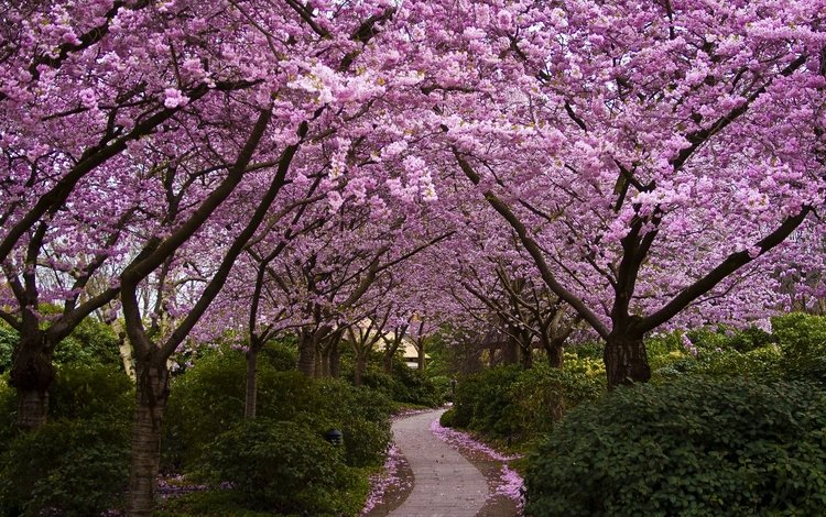 цветы, деревья, цветение, парк, кусты, япония, сакура, аллея, flowers, trees, flowering, park, the bushes, japan, sakura, alley