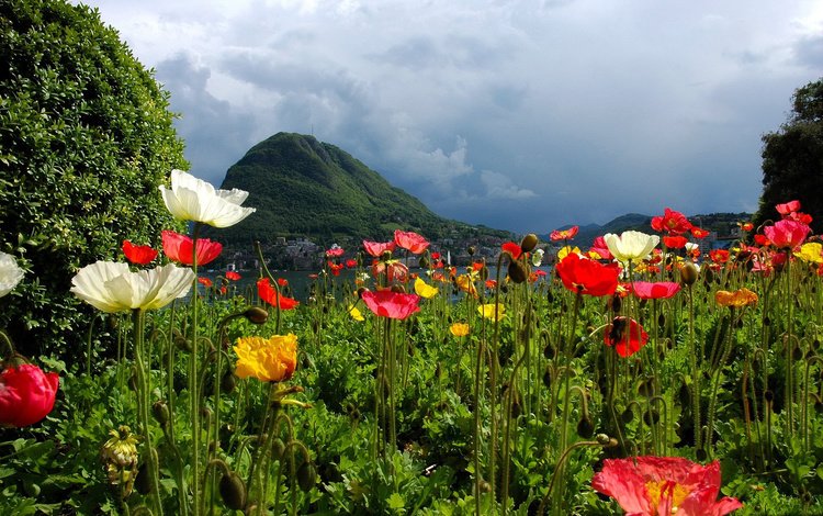 цветы, горы, природа, швейцария, маки, лугано, flowers, mountains, nature, switzerland, maki, lugano