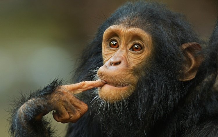 животные, обезьянка, шимпанзе, мыслитель, animals, monkey, chimpanzees, thinker