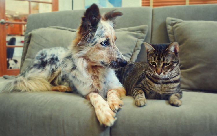 кот, кошка, собака, пара, пес, диван, дружба, cat, dog, pair, sofa, friendship
