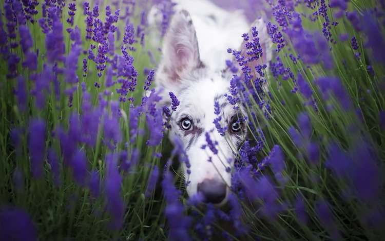 цветы, лаванда, взгляд, собака, бордер-колли, cirilla, alicja zmysłowska, flowers, lavender, look, dog, the border collie