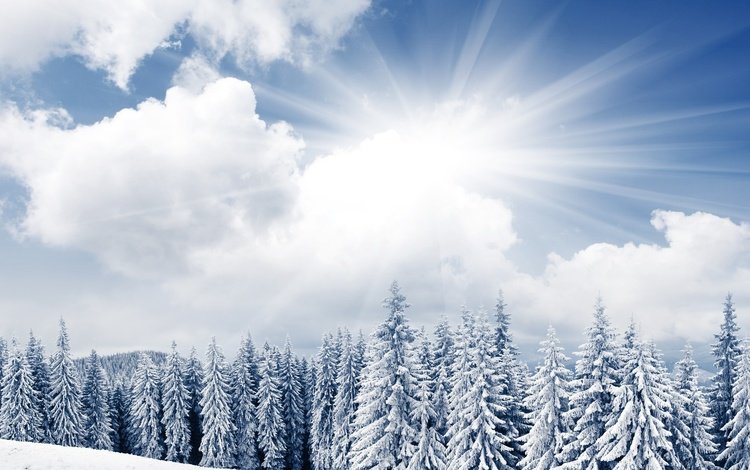 небо, облака, деревья, солнце, снег, лес, зима, ели, the sky, clouds, trees, the sun, snow, forest, winter, ate