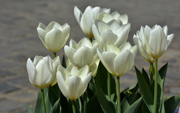бутоны, весна, тюльпаны, белые, белая, тульпаны, весенние, buds, spring, tulips, white