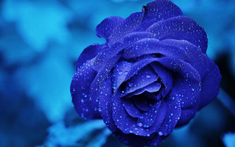 макро, цветок, капли, роза, голубая, синяя, роз, macro, flower, drops, rose, blue, roses