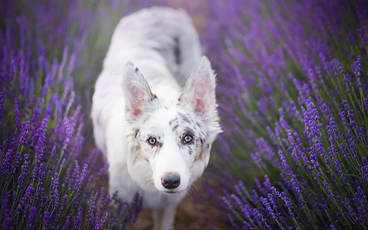 цветы, лаванда, взгляд, собака, бордер-колли, alicja zmysłowska, princess cirilla in lavender, flowers, lavender, look, dog, the border collie
