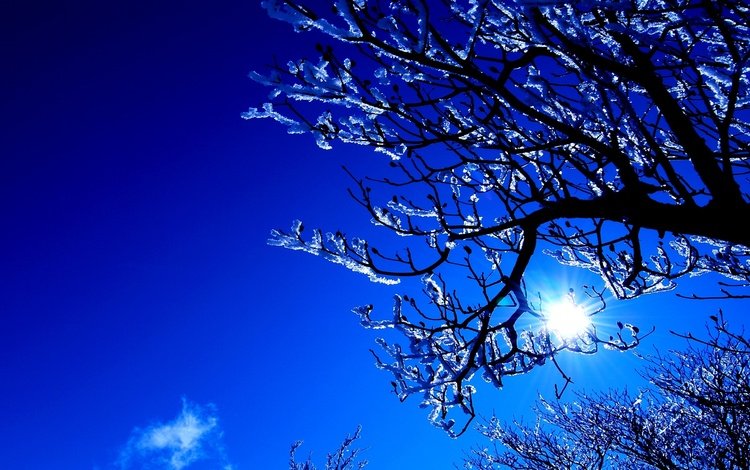 небо, деревья, солнце, снег, зима, ветки, синее, the sky, trees, the sun, snow, winter, branches, blue