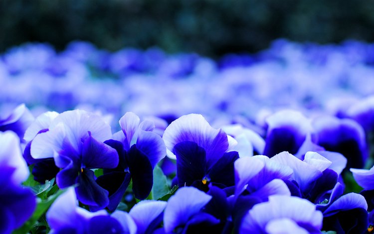 цветы, макро, лепестки, размытость, анютины глазки, виола, бело-синие, flowers, macro, petals, blur, pansy, viola, white-blue