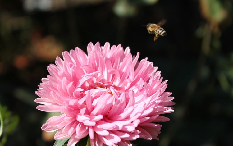 макро, насекомое, цветок, пчела, розовая, хризантема, macro, insect, flower, bee, pink, chrysanthemum