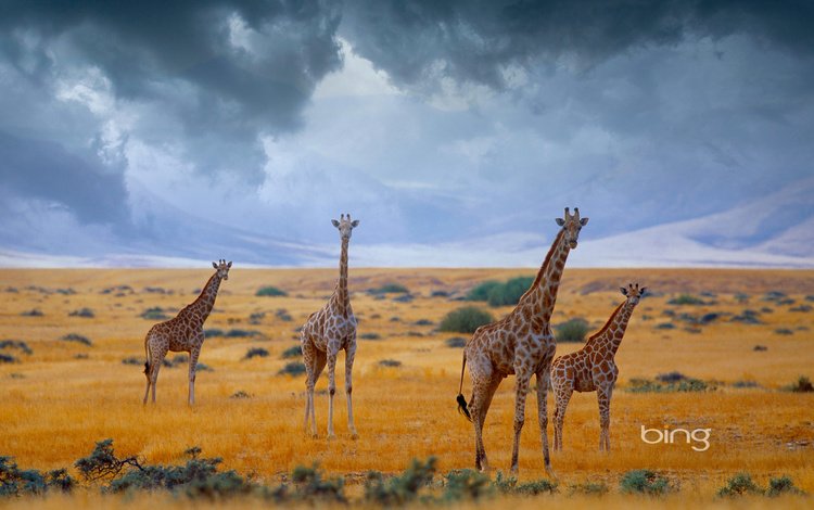 небо, облака, африка, жирафы, намибия, the sky, clouds, africa, giraffes, namibia