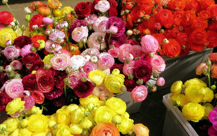 цветы, красные, розовые, желтые, оранжевые, ранункулюс, лютик, flowers, red, pink, yellow, orange, ranunculus, buttercup