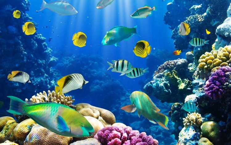 море, рыбки, рыбы, океан, кораллы, риф, подводный мир, sea, fish, the ocean, corals, reef, underwater world