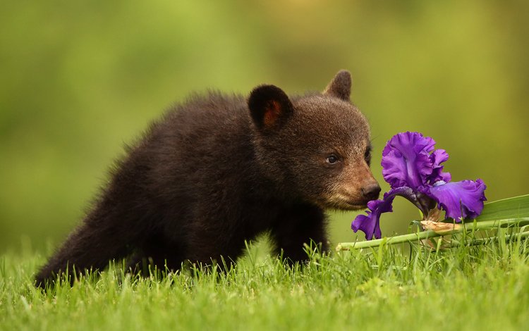 цветок, медведь, медвежонок, ирис, барибал, чёрный медведь, flower, bear, iris, baribal, black bear