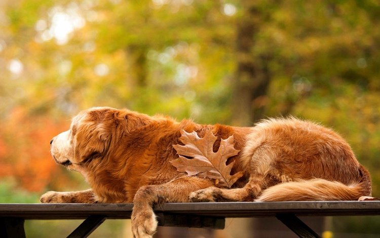 осень, собака, лист, скамейка, золотистый ретривер, autumn, dog, sheet, bench, golden retriever