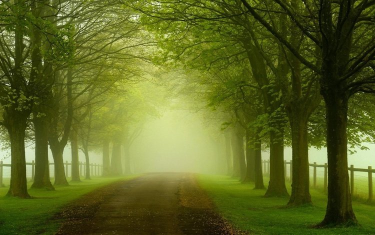 дорога, трава, деревья, природа, листья, туман, забор, road, grass, trees, nature, leaves, fog, the fence