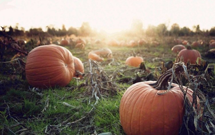 закат, осень, урожай, овощи, тыква, осен, pumpkins, sunset, autumn, harvest, vegetables, pumpkin