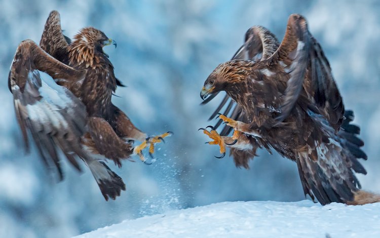 снег, природа, крылья, птицы, клюв, когти, беркут, snow, nature, wings, birds, beak, claws, eagle