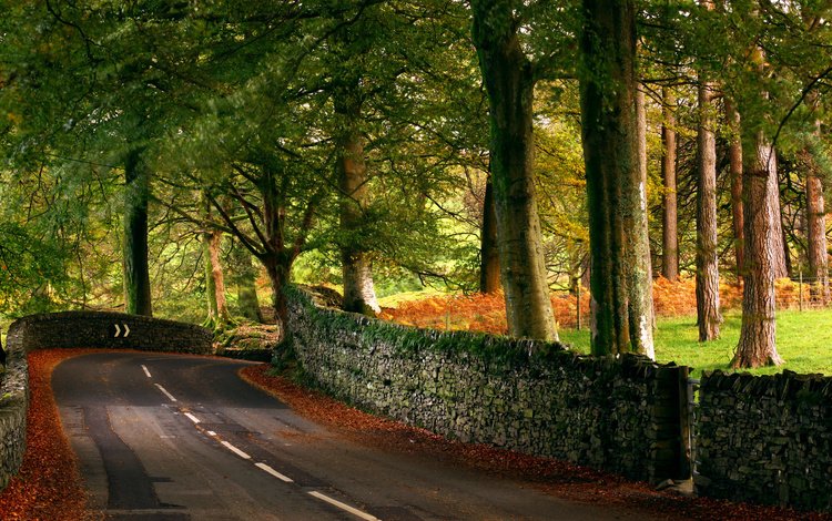 дорога, деревья, листья, осень, англия, autumn road, mycatkins, road, trees, leaves, autumn, england