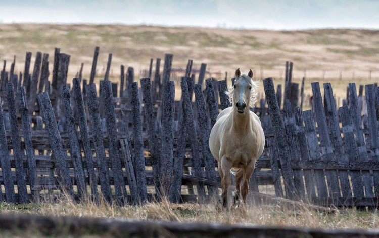 лошадь, фон, забор, конь, грива, horse, background, the fence, mane