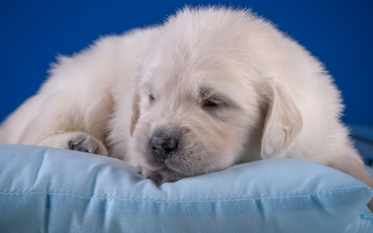 щенок, малыш, подушка, милый, золотистый ретривер, puppy, baby, pillow, cute, golden retriever