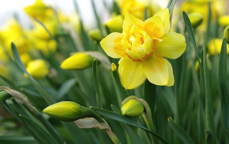 желтый, макро, нарцисс, yellow, macro, narcissus